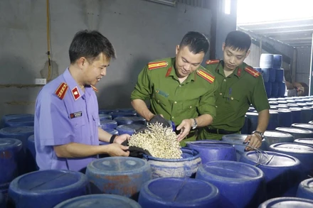 Các lực lượng chức năng tỉnh Nghệ An kiểm tra và xử lý cơ sở sản xuất giá đỗ ngâm tẩm chất 6-BAP trên địa bàn. (Nguồn CQLTT)