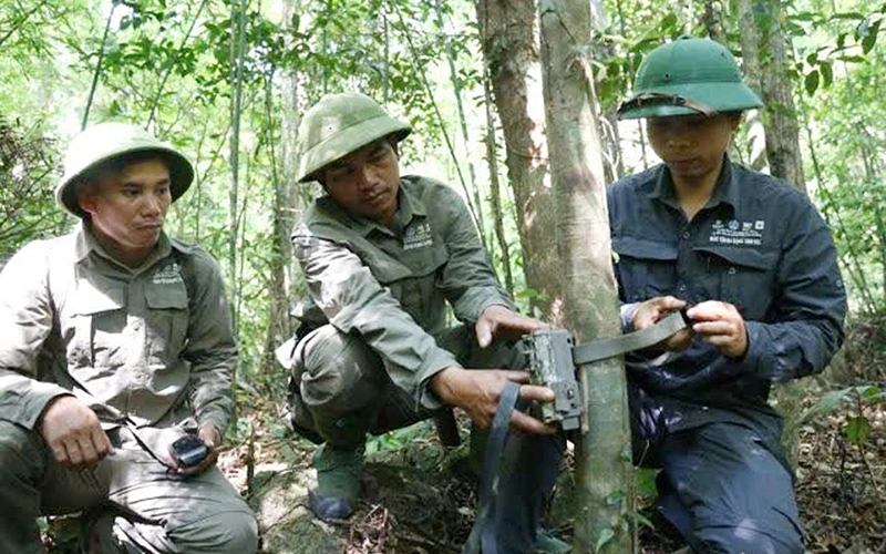 Cán bộ Khu Bảo tồn thiên nhiên Bắc Hướng Hóa đặt bẫy ảnh theo dõi dấu vết gấu ngựa. (Ảnh Khu bảo tồn cung cấp)
