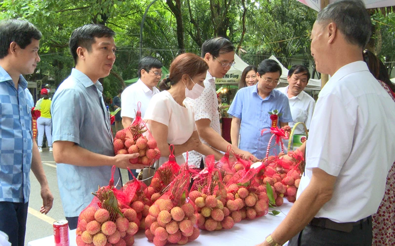 Nông dân Phù Cừ giới thiệu đặc sản vải lai chín sớm của huyện.