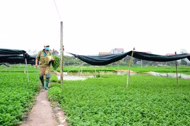 Hà Nội đang đẩy mạnh việc phát triển nguồn lương thực xanh trên toàn địa bàn thành phố