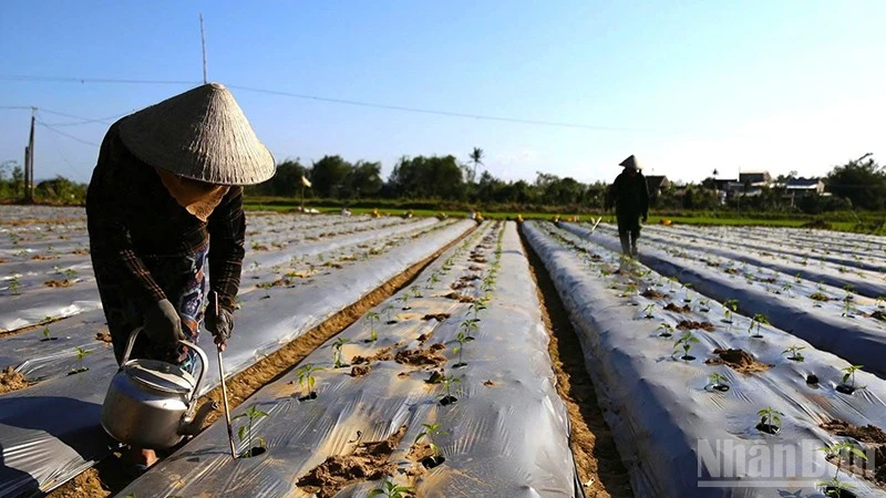 Làng hoa Bình Lâm và làng rau Tuy Phước Bắc hồi sinh mạnh mẽ sau thiên tai, chuẩn bị đón Tết Bính Ngọ 2026