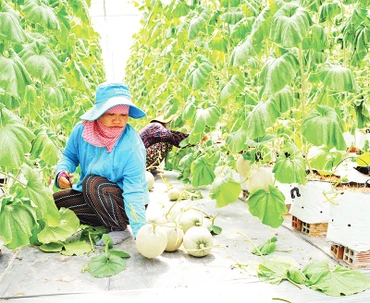 Thu hoạch dưa lưới tại huyện Củ Chi, Thành phố Hồ Chí Minh.