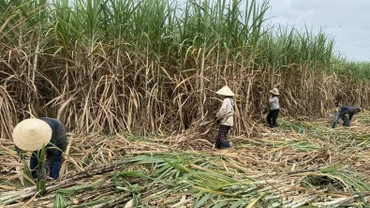  Thu hoạch mía tại huyện Sông Hinh, Phú Yên. Ảnh: TRÌNH KẾ.