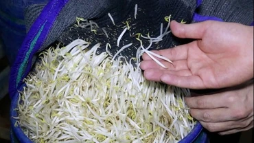 Giá đỗ ngâm, tưới "nước kẹo" thân đều, mập, không có rễ hoặc rễ ngắn, màu trắng bóng. 