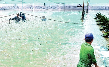 Thu hoạch tôm nuôi theo hình thức siêu thâm canh năng suất cao trên địa bàn huyện Ngọc Hiển, tỉnh Cà Mau. Ảnh: HỮU TÙNG