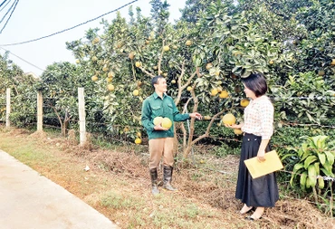 Cán bộ Phòng Nông nghiệp huyện Phú Lương (Thái Nguyên) hướng dẫn người dân cách chăm sóc vườn bưởi chất lượng cao.