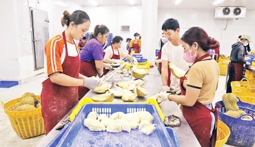 Bóc múi sầu riêng cấp đông phục vụ xuất khẩu tại huyện Krông Pắc, tỉnh Đắk Lắk. (Ảnh CÔNG LÝ) 