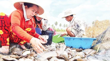 Thu hoạch cá đồng theo cách thức truyền thống của nông dân vùng ngọt tỉnh Cà Mau.