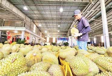 Thu mua sầu riêng phục vụ xuất khẩu trên địa bàn huyện Cai Lậy, tỉnh Tiền Giang. (Ảnh NGUYỄN SỰ)