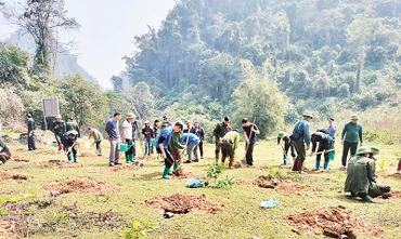 Người dân và cán bộ kiểm lâm trồng rừng gỗ lớn bằng cây dổi xanh tại Khu Bảo tồn thiên nhiên Kim Hỷ.