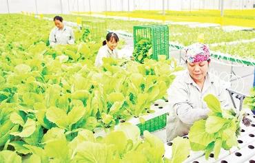 Thu hoạch rau sạch tại nông trường VinEco (thị trấn Tam Đảo, tỉnh Vĩnh Phúc). (Ảnh THANH HÀ)