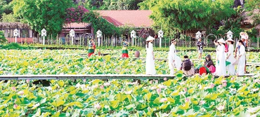 Hàng chục héc-ta đất trồng lúa kém hiệu quả đã được nông dân Ninh Bình chuyển đổi sang trồng sen phục vụ du lịch, cho thu nhập cao. (Ảnh MINH ĐƯỜNG)