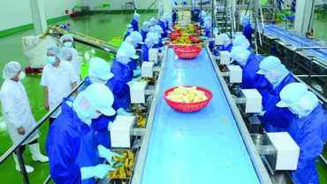 Chế biến trái cây cấp đông tại Nhà máy chế biến nông sản của Công ty cổ phần Công nghiệp thực phẩm Thabico (Tiền Giang). (Ảnh: KHÁNH AN)