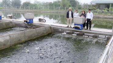 Mô hình nuôi cá "sông trong ao" tại Hợp tác xã Thủy sản sông trong ao Hải Đăng, xã Thanh Sơn, huyện Kim Bảng.