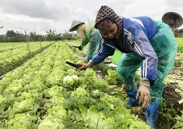 Nông dân xã Yên Phú, huyện Yên Mỹ (Hưng Yên) thu hoạch rau an toàn.
