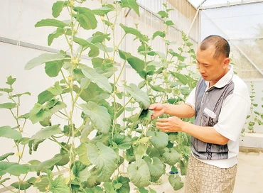 Anh Ngô Xuân Đức, ở bản Huổi Phạ, phường Him Lam chăm sóc dưa lưới trồng trong nhà màng theo tiêu chuẩn sản xuất nông nghiệp sạch.