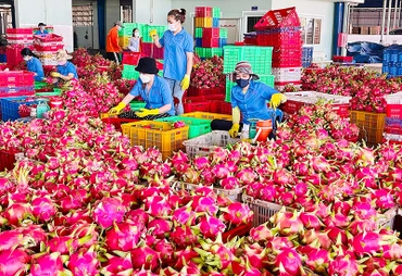 Sơ chế thanh long xuất khẩu tại tỉnh Bình Thuận. (Ảnh KIỀU HẰNG)
