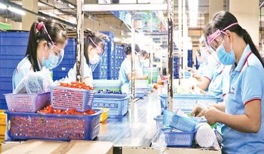 Hoạt động sản xuất của Công ty cổ phần Tập đoàn bút bi Thiên Long, Khu công nghiệp Tân Tạo, quận Tân Bình. (Ảnh THẾ ANH)