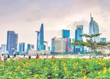 Cánh đồng hoa hướng dương nở rực rỡ bên sông Sài Gòn dịp Tết Giáp Thìn. (Ảnh: HỮU LONG) 