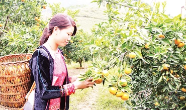 Mô hình trồng cây ăn quả trên đất dốc tại bản Khe Lành, xã Mường Thải, huyện Phù Yên (Sơn La).
