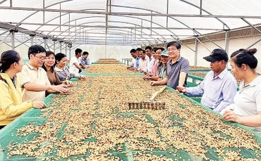 Hợp tác xã Công bằng Thanh Thái thu mua và chế biến cà-phê theo phương pháp mới.