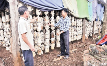 Mô hình trồng nấm của ông Nguyễn Văn Luân (bên trái) (thôn 5, xã Tâm Thắng, huyện Cư Jút) cho thu nhập hàng trăm triệu đồng mỗi năm.