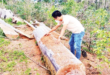 Vườn trồng sâm dây manh mún ở Hợp tác xã nông nghiệp Tuyết Sơn Kon Plông chứ không phải trồng sâm Ngọc Linh như quảng bá.