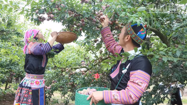 Thành viên các đội thi tham gia hái mận.
