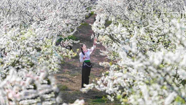 Giữa bạt ngàn màu xanh của núi rừng, sắc trắng của hoa mận nở sớm, bừng sáng như những sương mây sà xuống đậu trên cành cây, tinh khiết và mong manh.