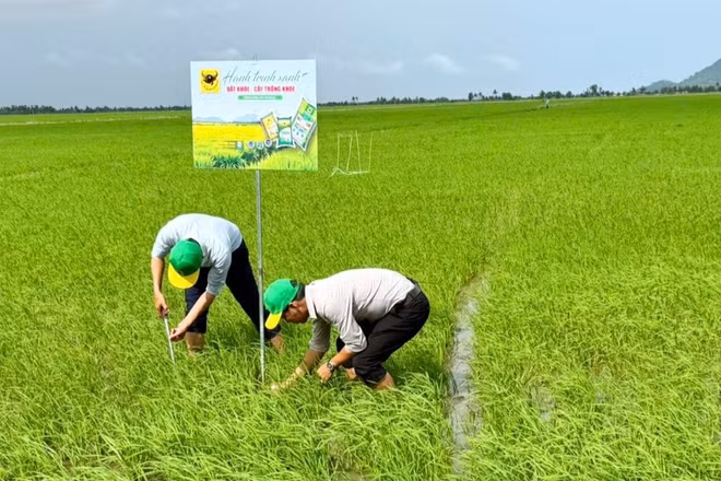 Mô hình "Hành trình Xanh - Đất khỏe, cây trồng khỏe" được triển khai trên ruộng lúa của anh Huỳnh Thành Chuẩn (xã Sơn Kiên, tỉnh An Giang) nhằm đánh giá hiệu quả cải tạo đất phèn ngay từ đầu vụ. (Ảnh: NVCC)