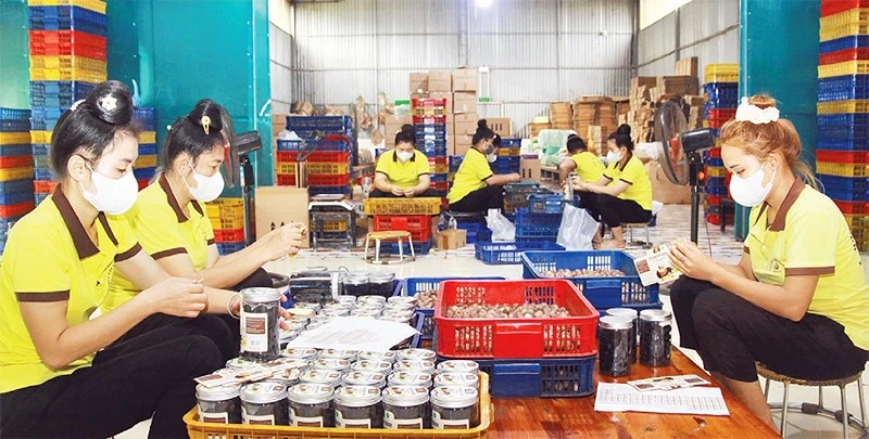 Hợp tác xã Tây Bắc tạo việc làm thường xuyên cho 12 lao động là người địa phương.