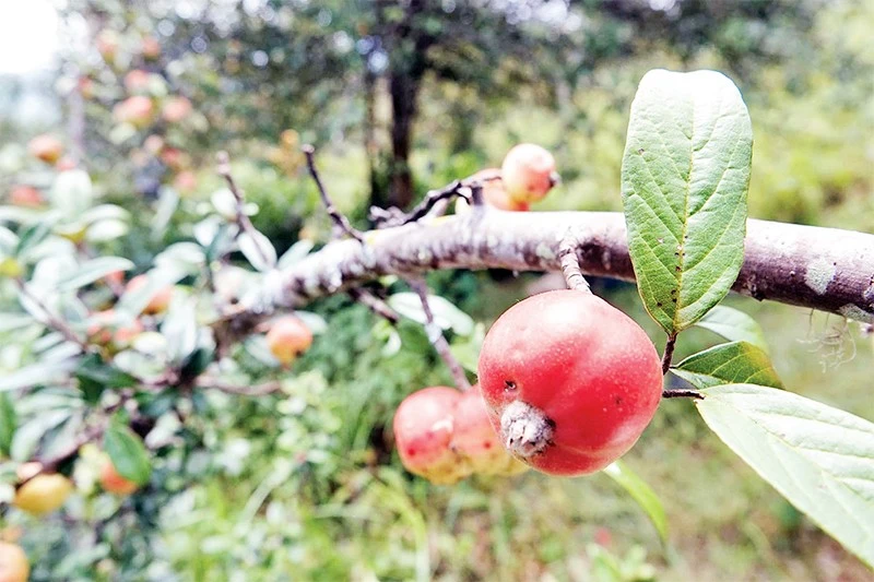 Quả sơn tra vào mùa thu hoạch.