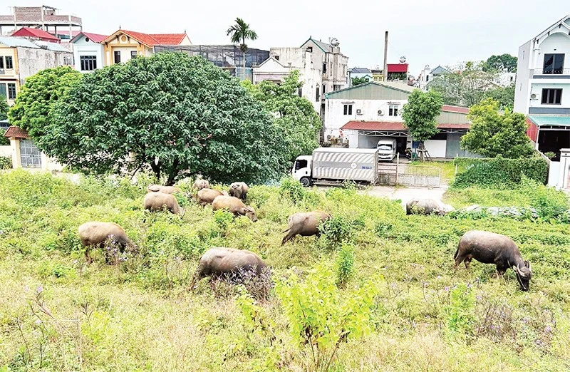 Nhiều hộ gia đình chuẩn bị điều kiện để tái đàn vật nuôi.
