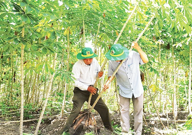Cán bộ khuyến nông kiểm tra quá trình phát triển của cây sắn.