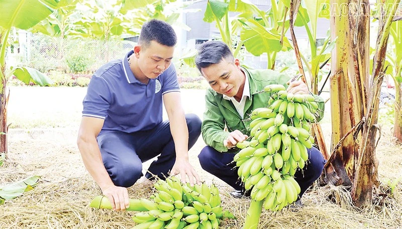 Người dân xã Bảo Hà thu hoạch chuối ngự. (Ảnh KIM THOA)