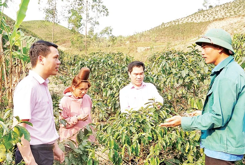 Cán bộ Ngân hàng Chính sách xã hội chi nhánh tỉnh Sơn La kiểm tra việc sử dụng nguồn vốn vay phát triển cây cà-phê tại xã Mường É.
