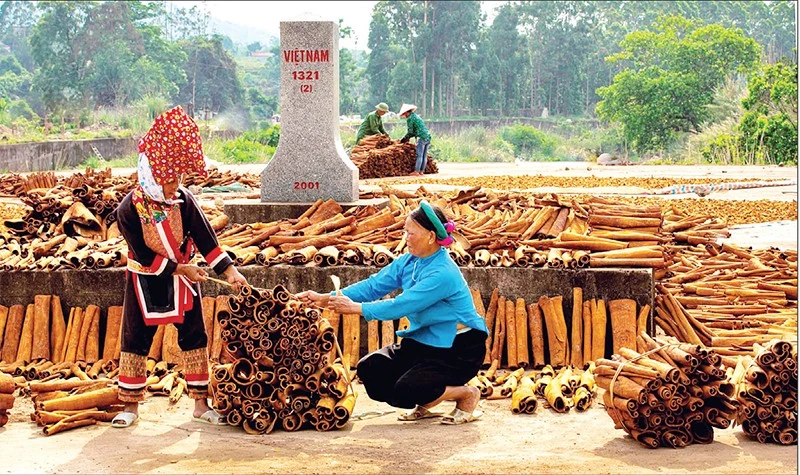 Thu hoạch quế ở xã miền núi Hoành Mô, tỉnh Quảng Ninh.
