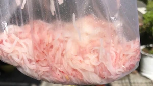 Bún tươi mua tại chợ Hòa Châu, phường Hòa Xuân, thành phố Đà Nẵng có dấu hiệu bất thường. (Ảnh người dân cung cấp)