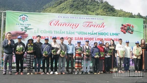Chính quyền xã Trà Linh trao tặng sâm giống cho hộ nghèo.