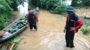 Người dân huyện Đại Lộc khẩn trương thu hoạch dưa hấu để hạn chế thấp nhất thiệt hại do mưa lũ gây ra.