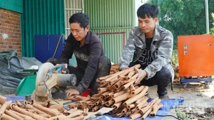 Quế Trà My tạo nguồn thu nhập chính của đồng bào dân tộc thiểu số ở các huyện miền núi phía tây tỉnh Quảng Nam.