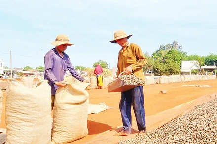 Doanh nghiệp và nông dân liên kết chặt chẽ xây dựng ngành điều bền vững.