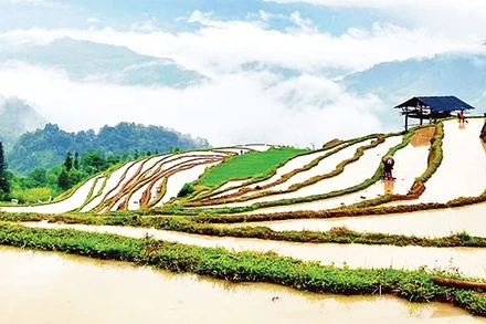 Diện tích ruộng bậc thang phân bổ đều ở hầu hết các xã vùng núi phía tây tỉnh Tuyên Quang (các xã thuộc huyện Hoàng Su Phì, tỉnh Hà Giang cũ).