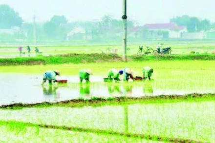 Nông dân xã Phú Nghĩa tập trung nhân lực cấy lúa xuân, bảo đảm trong khung thời vụ tốt nhất.