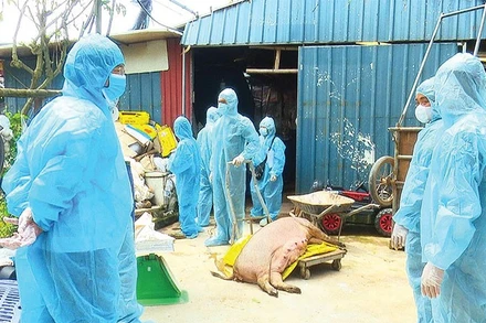 Cơ quan chức năng tiêu hủy lợn bị nhiễm bệnh tả lợn châu Phi. (Ảnh QUỐC HƯNG) 