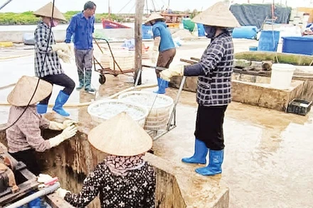 Thu hoạch sứa ở xã Hưng Phú (tỉnh Hưng Yên). 