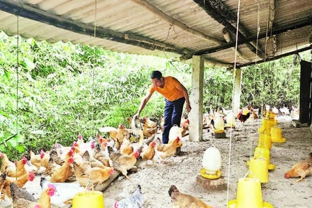 Mô hình chăn nuôi gà thả đồi tự nhiên của gia đình anh Lý Đức Bảo ở thôn Hợp Thành, xã Tiên Yên mang lại giá trị kinh tế cao.