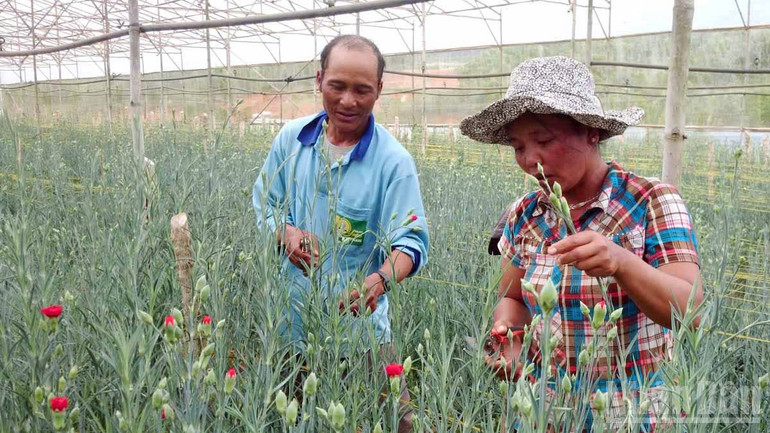 Lâm Đồng triển khai nhiều chính sách hỗ trợ sinh kế cho người dân vùng đồng bào dân tộc thiểu số. ndo_br_lam-dong-trien-khai-nhieu-chinh-sach-ho-tro-dong-bao-dan-toc-thieu-so.jpg