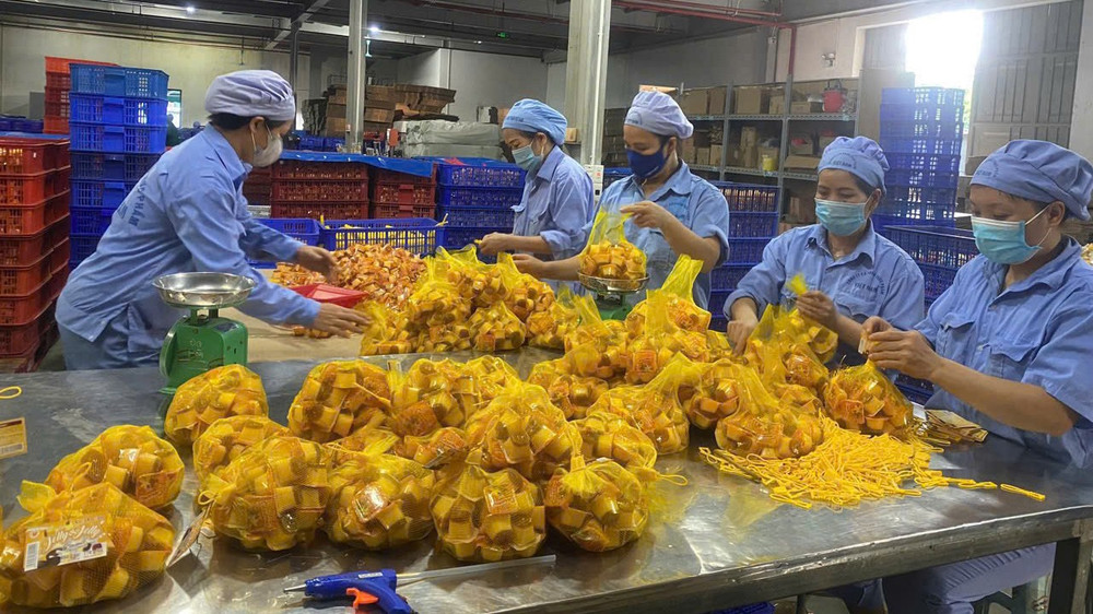 Công nhân Nhà máy Vietfoods (Khu công nghiệp Hapro, Hà Nội) đang đóng gói thạch sữa chua chuẩn bị xuất xưởng.
