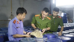 Các lực lượng chức năng tỉnh Nghệ An kiểm tra và xử lý cơ sở sản xuất giá đỗ ngâm tẩm chất 6-BAP trên địa bàn. (Nguồn CQLTT)